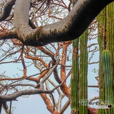 2012 - Zona arqueológica de Chimalacatlán